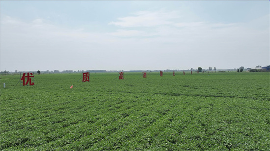 开封县花生，一颗小坚果撑起大产业