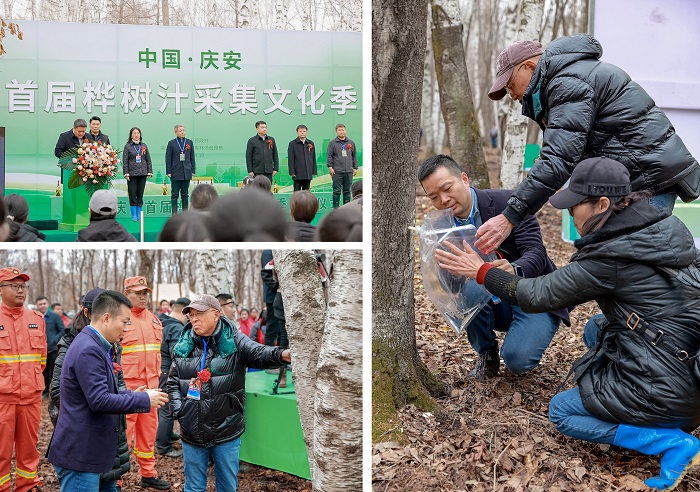 2026岭境树汁溯源行动走进庆安，以科学认知重构白桦树汁产业价值